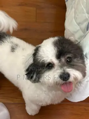1-3 months Male Purebred Poodle