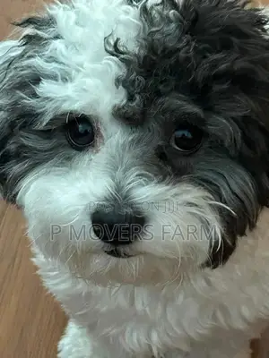 1-3 months Male Purebred Poodle