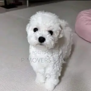 1-3 months Male Purebred Poodle