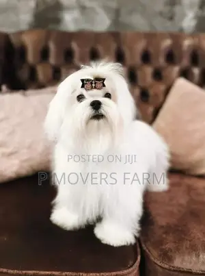 1-3 months Male Purebred Poodle