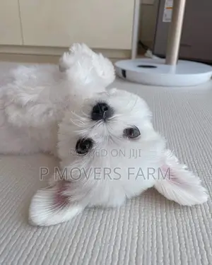 1-3 months Male Purebred Poodle