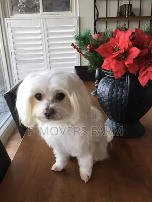 1-3 months Female Purebred Poodle