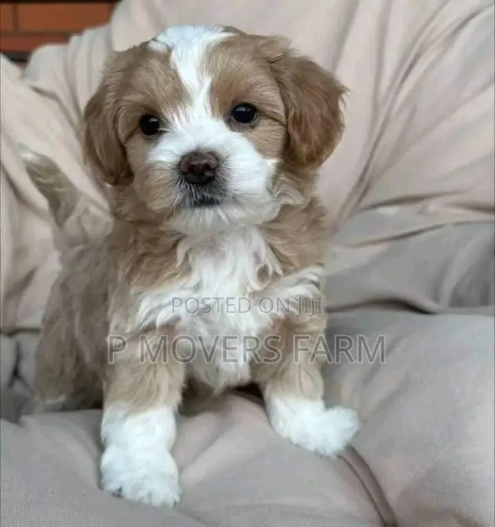 1-3 months Male Purebred Poodle