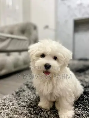 1-3 months Female Purebred Poodle