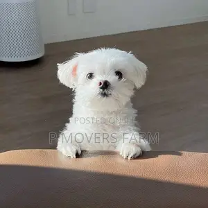 1-3 months Male Purebred Poodle