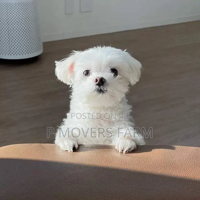 1-3 months Male Purebred Poodle