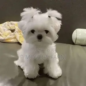 1-3 months Male Purebred Poodle