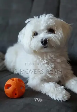 1-3 months Female Purebred Poodle