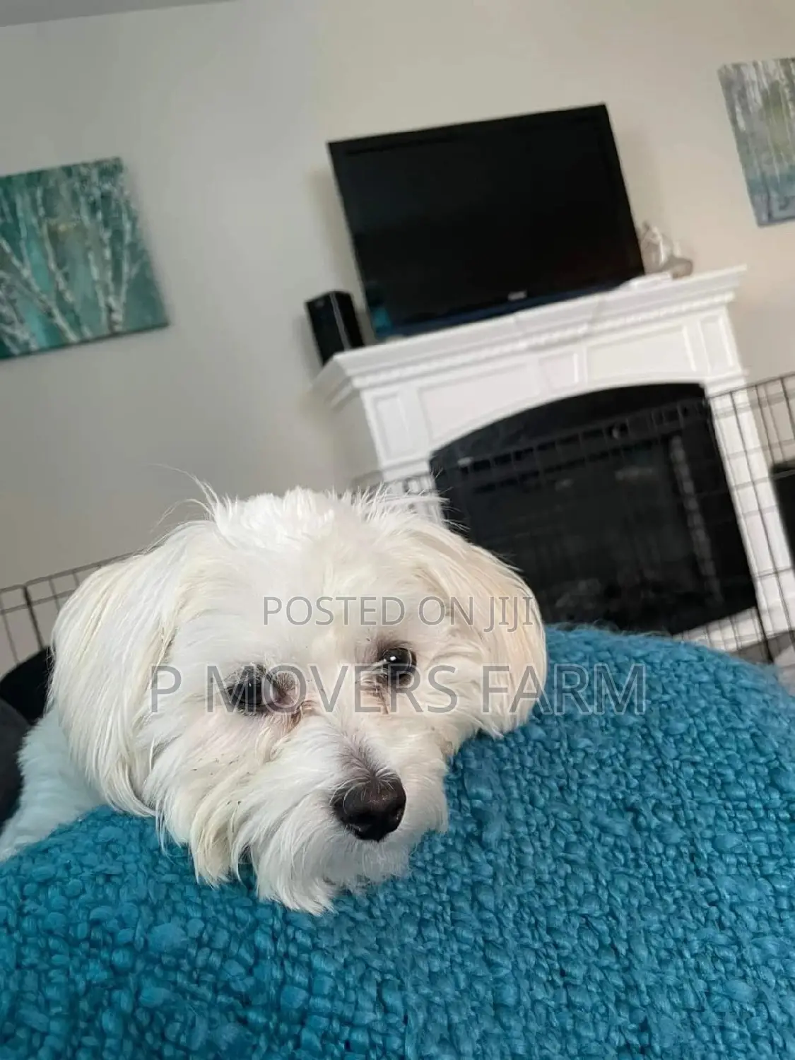 1-3 months Female Purebred Poodle