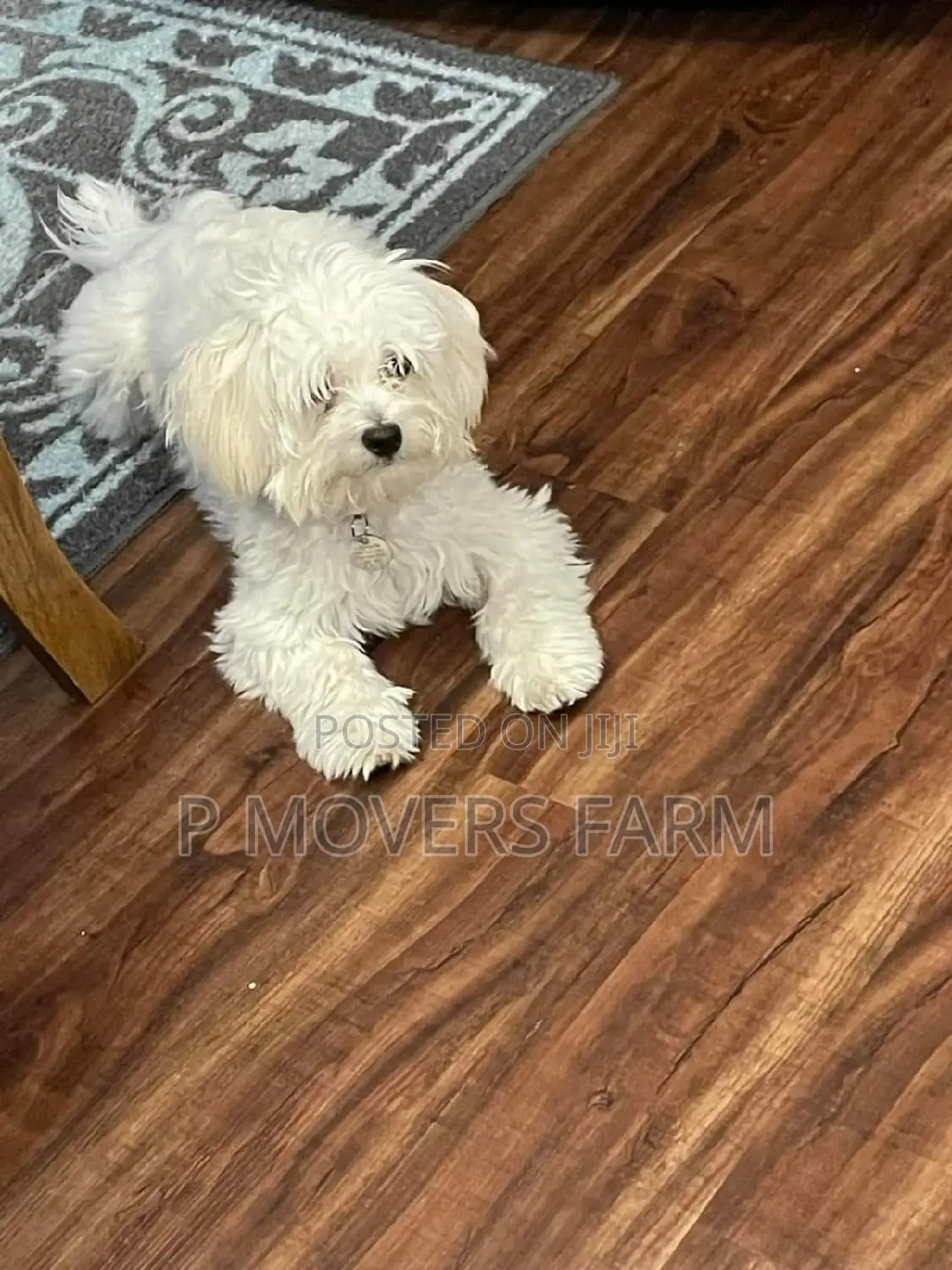 1-3 months Male Purebred Poodle