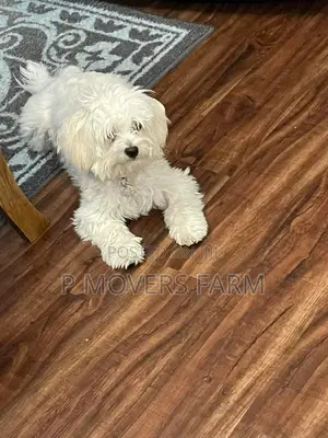 1-3 months Male Purebred Poodle