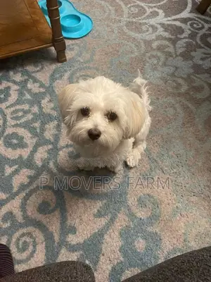1-3 months Female Purebred Poodle