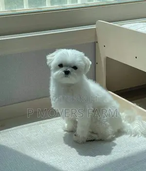 1-3 months Male Purebred Poodle