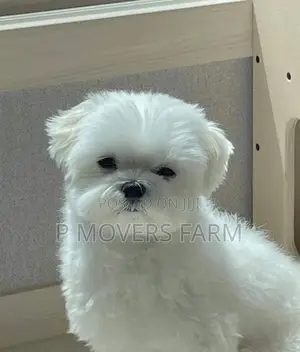 1-3 months Male Mixed Breed Poodle