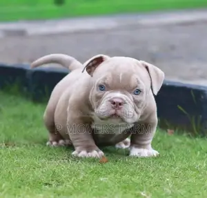 1-3 months Male Purebred American Pit Bull Terrier