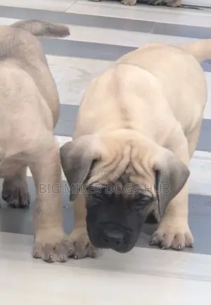 1-3 months Male Purebred Boerboel