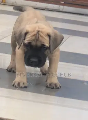 1-3 months Male Purebred Boerboel