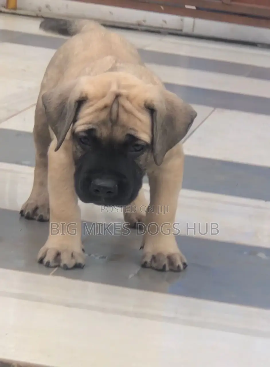 1-3 months Male Purebred Boerboel