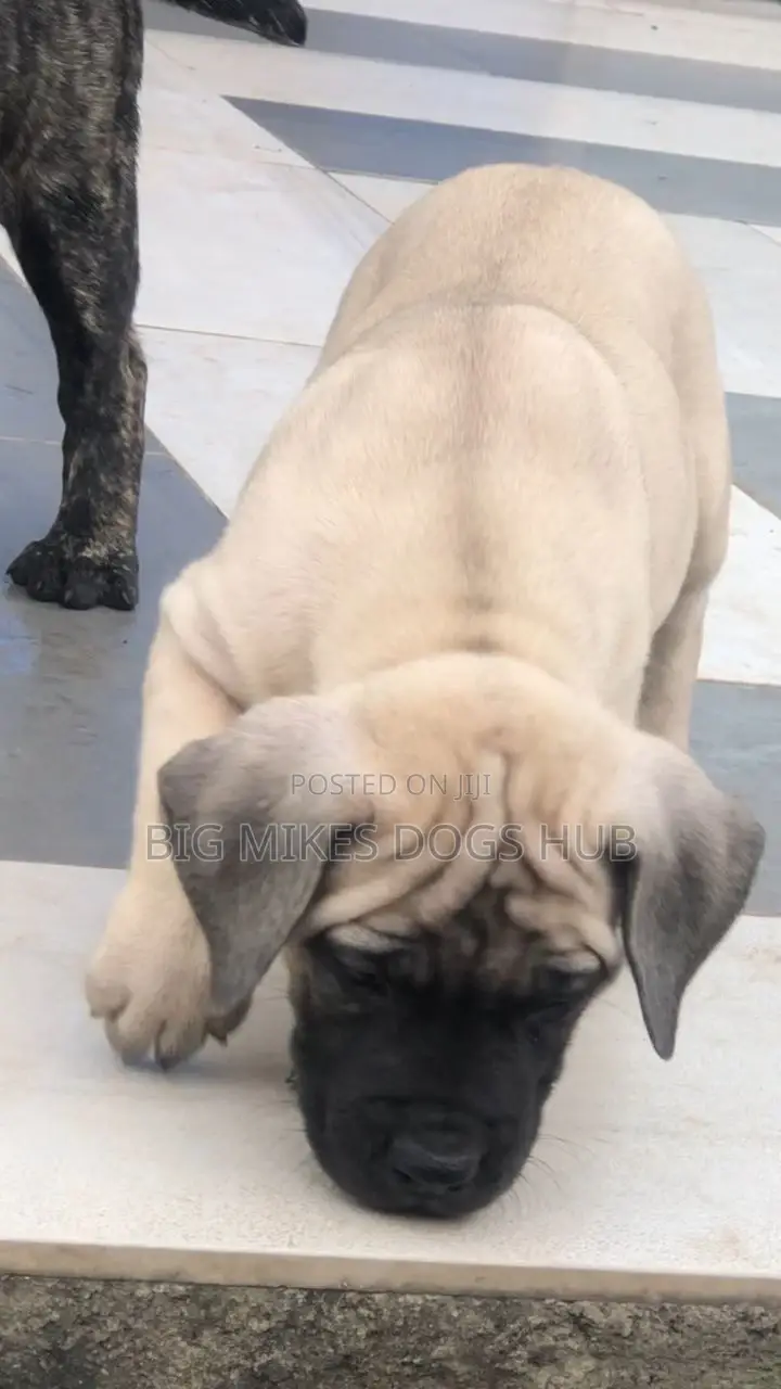 1-3 months Male Purebred Boerboel