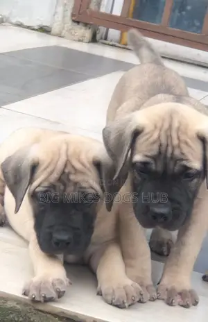 1-3 months Male Purebred Boerboel