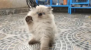 1-3 months Male Purebred Persian
