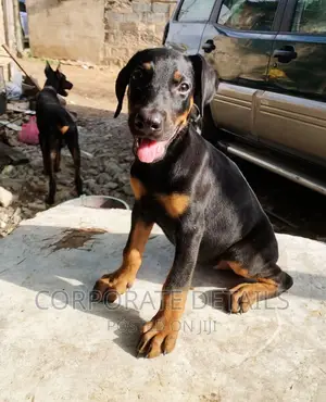 1-3 months Male Purebred Doberman Pinscher
