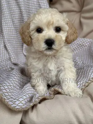 1-3 months Female Purebred Poodle