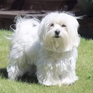 1-3 months Female Purebred Poodle