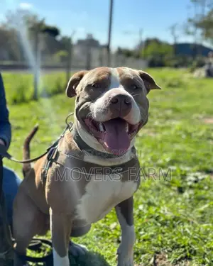 3-6 months Male Purebred American Pit Bull Terrier