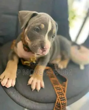 1-3 months Male Purebred American Pit Bull Terrier