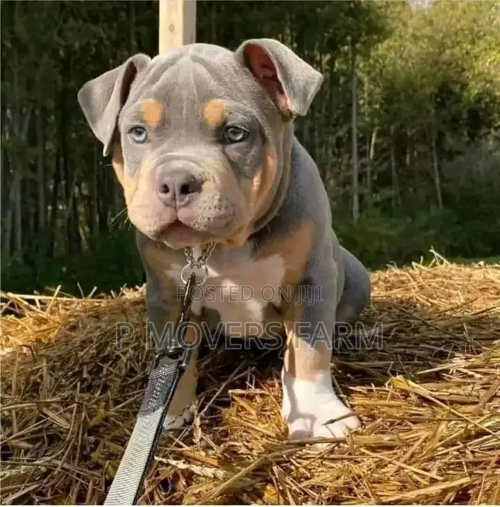 1-3 months Male Purebred American Pit Bull Terrier