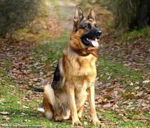 1-3 months Female Purebred German Shepherd