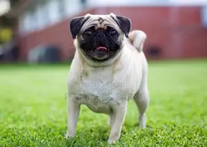 1-3 months Female Purebred Pug