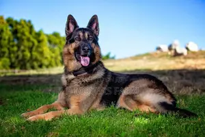 1-3 months Male Purebred German Shepherd