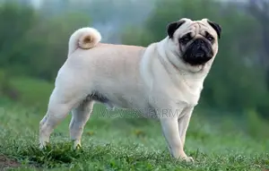 1-3 months Female Purebred Pug
