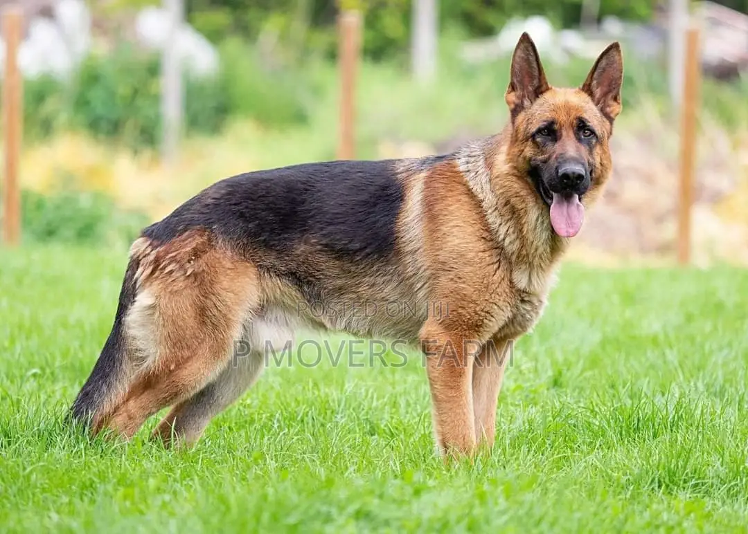 1-3 months Female Purebred German Shepherd