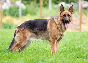 1-3 months Female Purebred German Shepherd