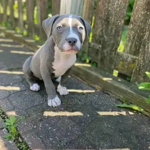 1-3 months Male Purebred American Pit Bull Terrier