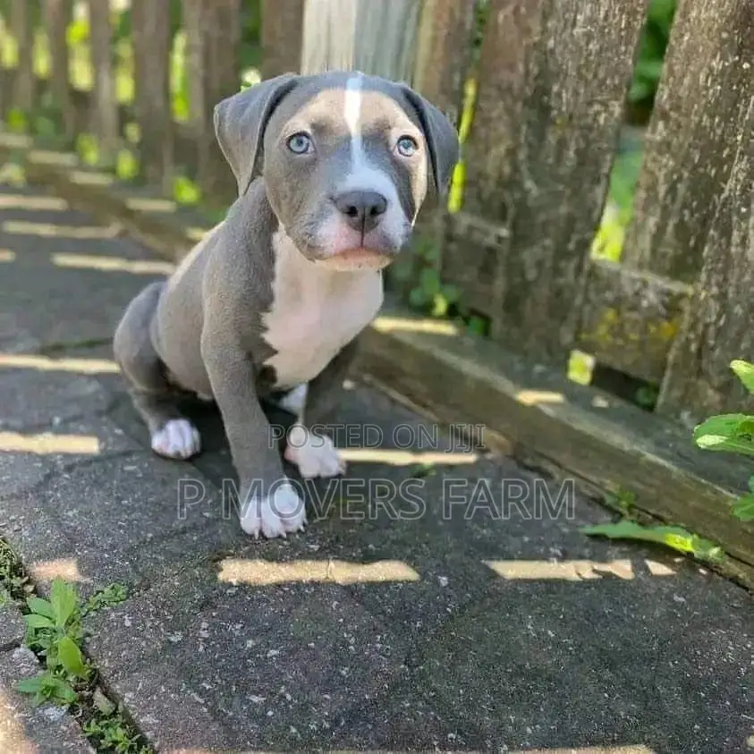 1-3 months Male Purebred American Pit Bull Terrier