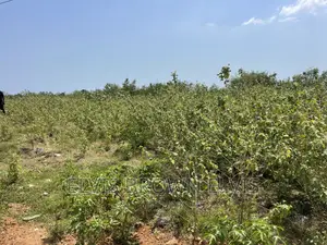 Xmas Promotion for Lands for Sale at West Trasacco