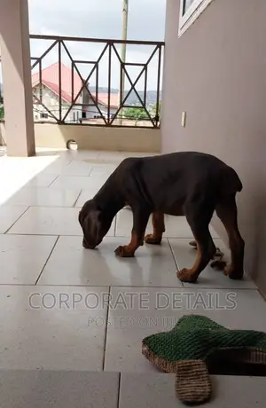 1-3 months Male Purebred Doberman Pinscher