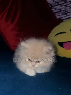 0-1 month Female Purebred Persian