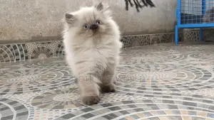 0-1 month Male Purebred Persian