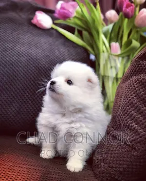 1-3 months Female Purebred Japanese Spitz