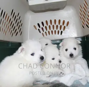 3-6 months Female Purebred American Eskimo