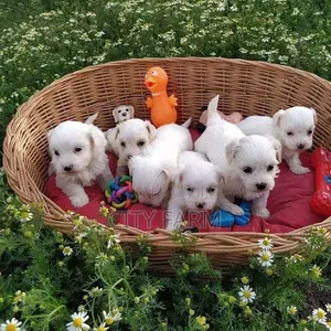 1-3 months Male Purebred Poodle