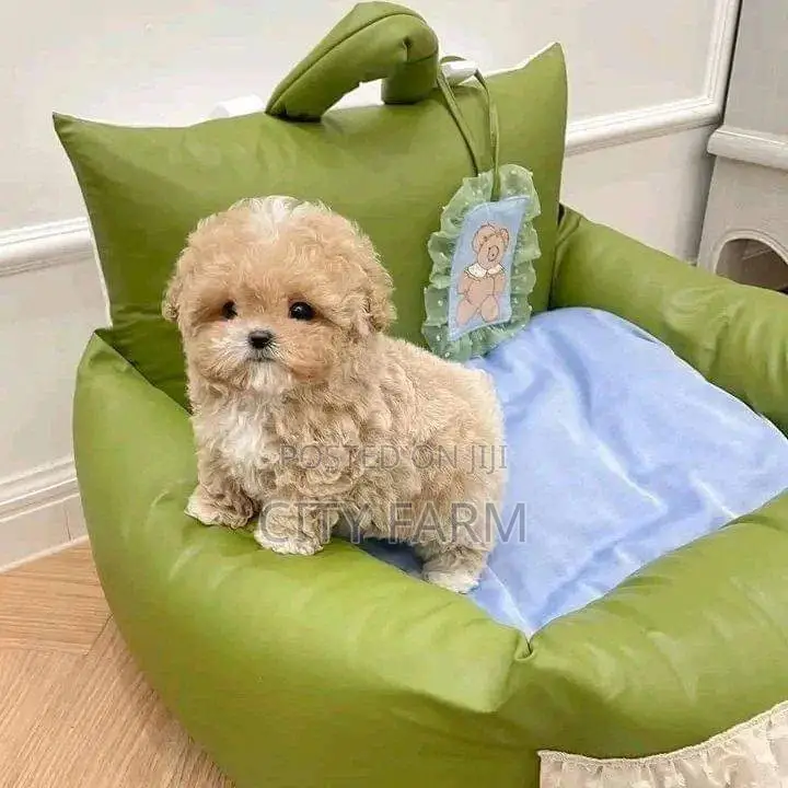 1-3 months Female Purebred Poodle