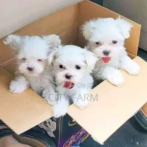 1-3 months Female Purebred Poodle