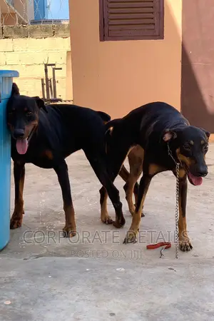 1-3 months Male Purebred Doberman Pinscher