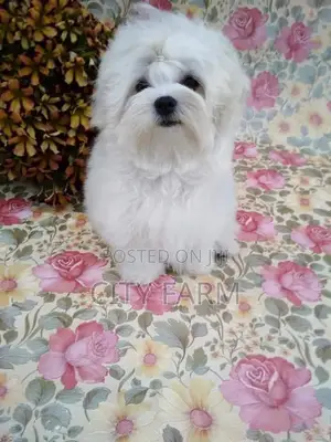 1-3 months Female Purebred Poodle